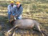 Elk with L61R .300 H&H